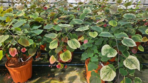 Cercis canadensis - Judaszowiec kanadyjski Carolina Sweetheart 70-90cm Doniczka 12L - obrazek 8