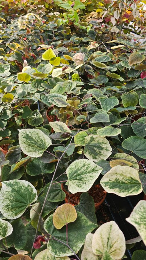 Cercis canadensis - Judaszowiec kanadyjski Carolina Sweetheart 70-90cm Doniczka 12L - obrazek 7