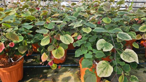 Cercis canadensis - Judaszowiec kanadyjski Carolina Sweetheart 70-90cm Doniczka 12L - obrazek 10