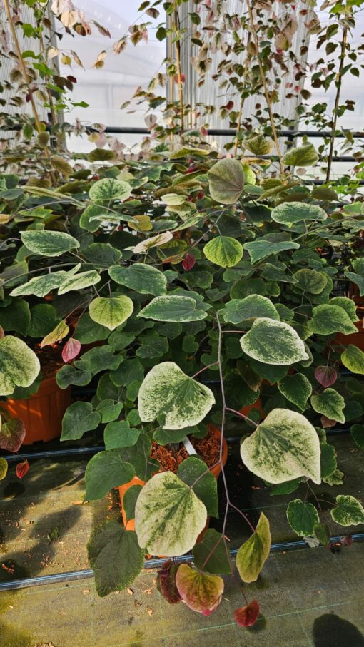 Cercis canadensis - Judaszowiec kanadyjski Carolina Sweetheart 70-90cm Doniczka 12L - obrazek 6