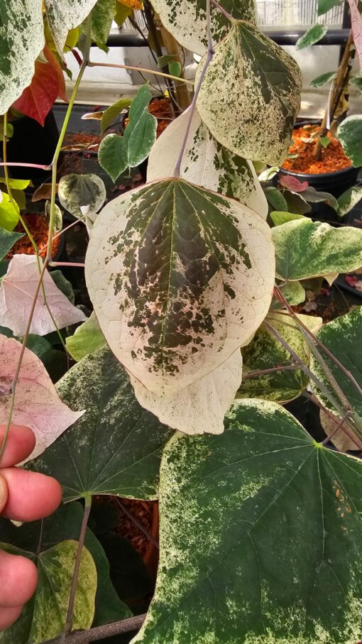 Cercis canadensis - Judaszowiec kanadyjski Carolina Sweetheart 70-90cm Doniczka 12L - obrazek 4