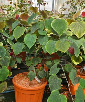 Alternative view of Cercis canadensis - Judaszowiec kanadyjski Carolina Sweetheart 70-90cm Doniczka 12L