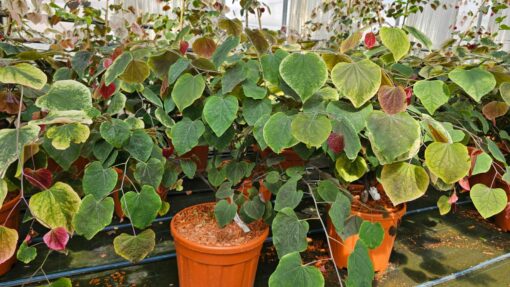Cercis canadensis - Judaszowiec kanadyjski Carolina Sweetheart 70-90cm Doniczka 12L - obrazek 3