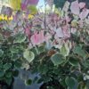 Cercis canadensis - Judaszowiec kanadyjski Carolina Sweetheart 50-70 cm Przedsprzedaż wyłka w drugiej połowie lipca 2026