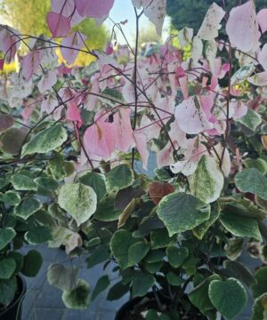 Cercis canadensis - Judaszowiec kanadyjski Carolina Sweetheart 50-70 cm Przedsprzedaż wyłka w drugiej połowie lipca 2026