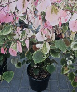 Cercis canadensis - Judaszowiec kanadyjski Carolina Sweetheart 70 cm