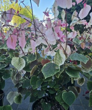 Alternative view of Cercis canadensis - Judaszowiec kanadyjski Carolina Sweetheart 50-70 cm Przedsprzedaż wyłka w drugiej połowie lipca 2026
