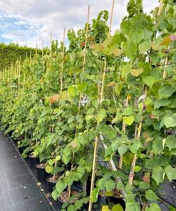 Cercis canadensis - Judaszowiec kanadyjski Cascading Hearts 150+ cm