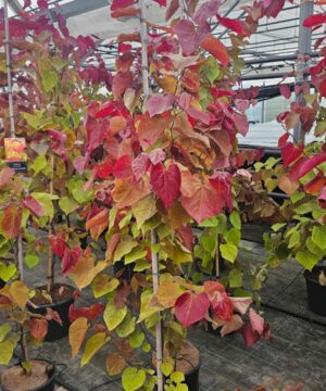 Cercis canadensis - Judaszowiec kanadyjski Eternal Flame 160-200 cm Przedsprzedaż wyłka w drugiej połowie lipca 2026