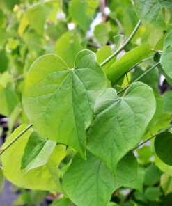 Cercis canadensis - Judaszowiec kanadyjski Golden Falls 120-150 cm