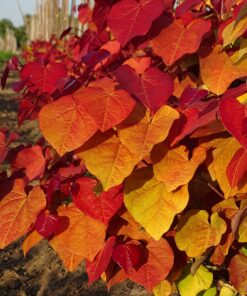 Cercis canadensis - Judaszowiec kanadyjski Eternal Flame 140-160 cm