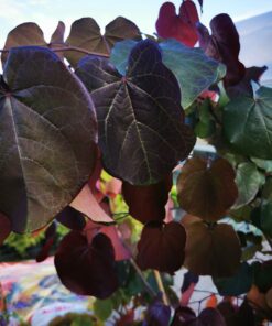 Cercis canadensis - Judaszowiec kanadyjski Merlot 160-180 cm