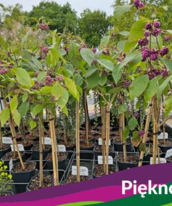 Callicarpa bodinieri - Pięknotka Bodiniera Profusion