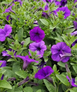 Alternative view of Supertunia Mini Vista Blue Violet Wysyłki od 5.05.26 do 31.05.26