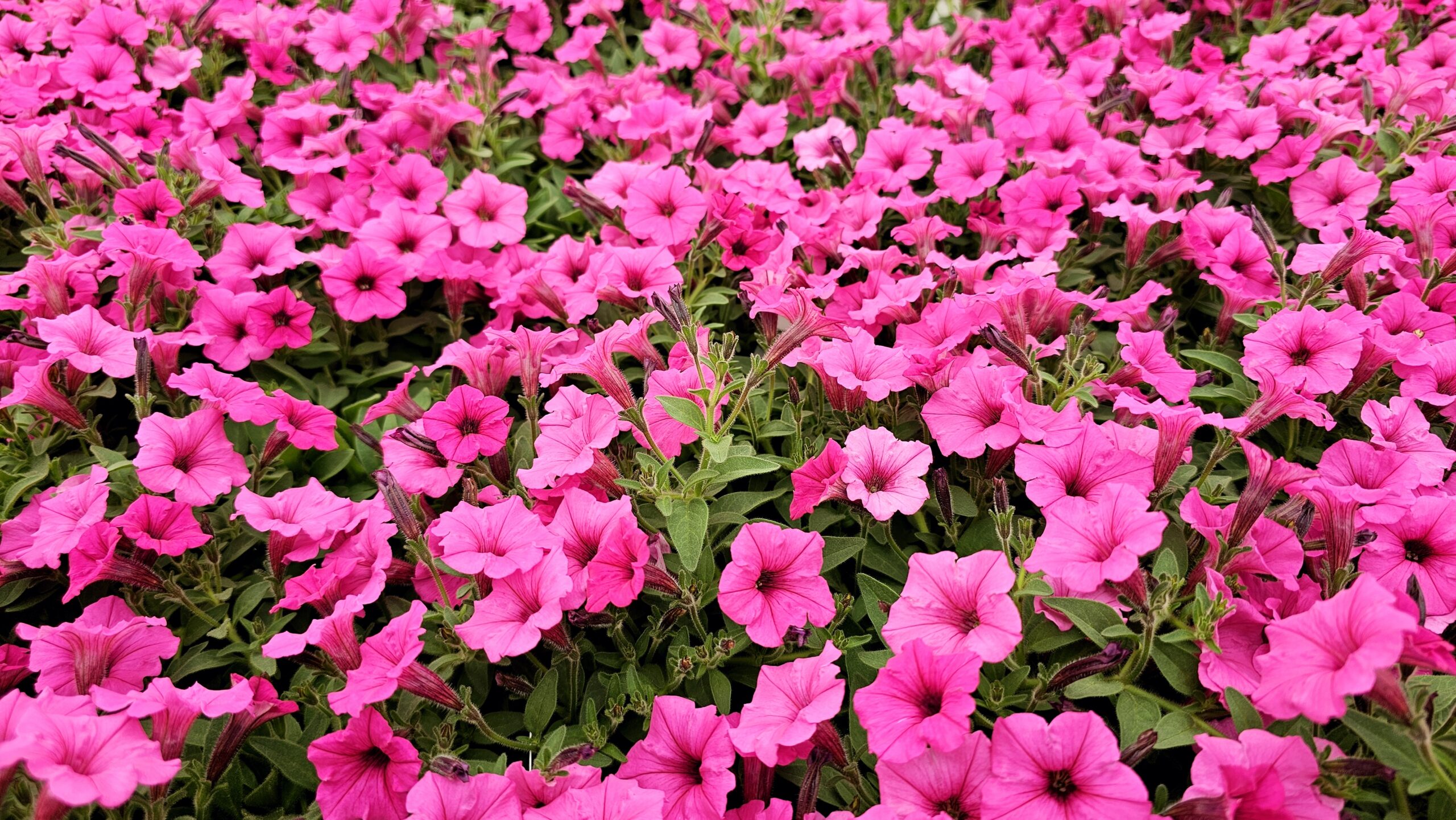 Supertunia MINI VISTA Hot Pink Wysyłki od 5.05.26 do 31.05.26 - obrazek 4