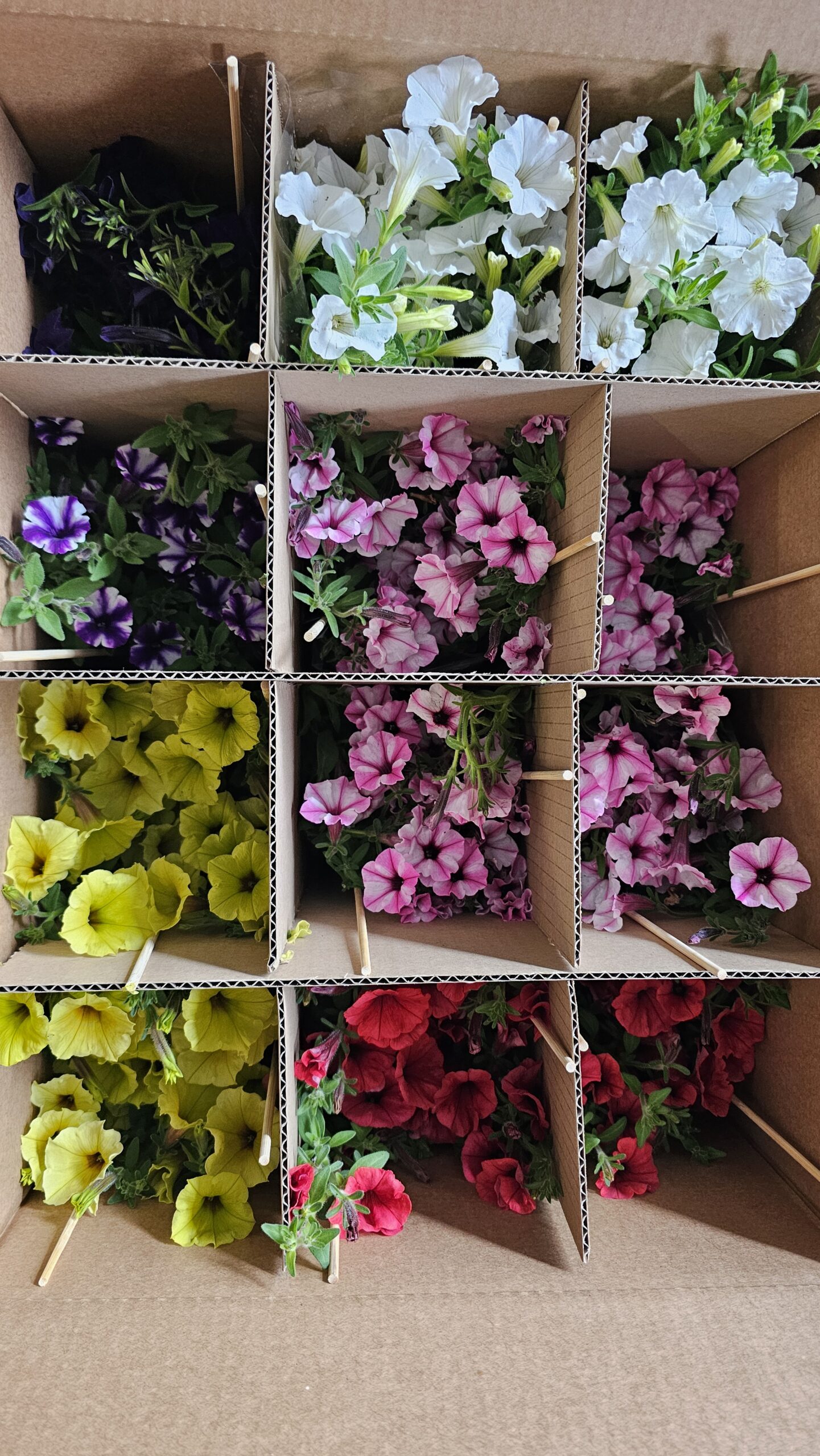 Supertunia Mini Vista Ultramarine Wysyłki od 5.05.26 do 31.05.26 - obrazek 2