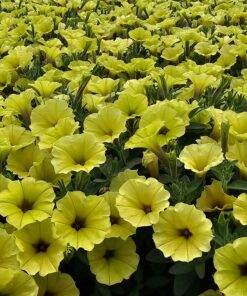 Alternative view of Supertunia MINI VISTA Yellow Wysyłki od 5.05.26 do 31.05.26