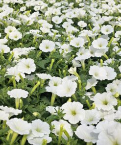 Alternative view of Supertunia Mini Vista White Wysyłki od 5.05.26 do 31.05.26