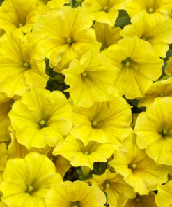 Supertunia MINI VISTA Yellow Wysyłki od 5.05.26 do 31.05.26