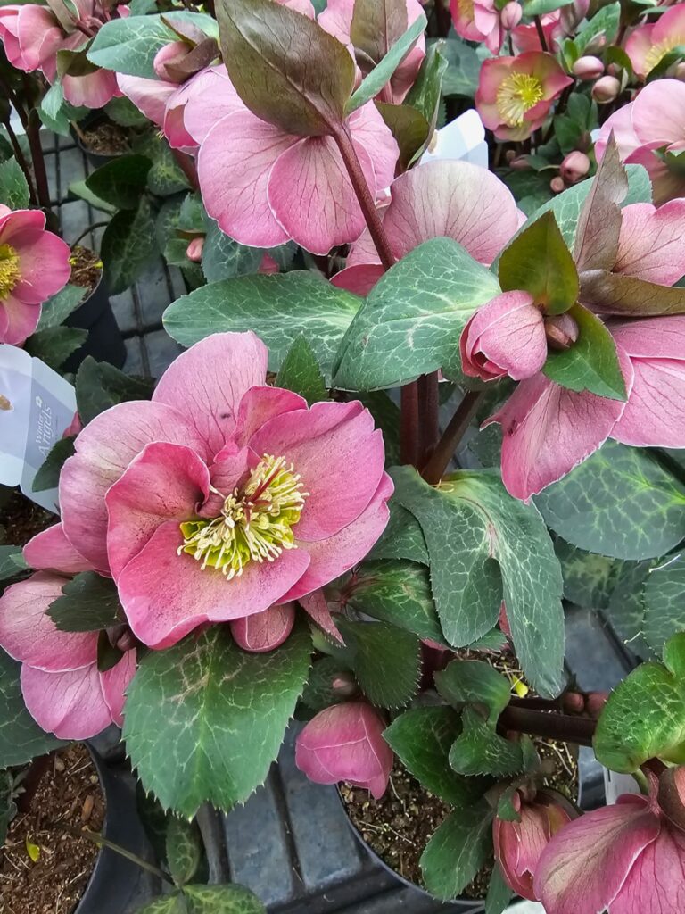 Sklep roslinyabramczuk.pl