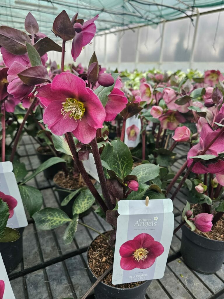 Sklep roslinyabramczuk.pl