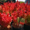 Berberis thunbergii - Berberys thunberga Orange Ice