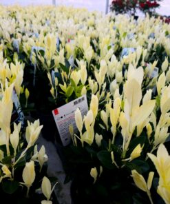 Alternative view of Euonymus japonicus - Trzmielina japońska Extravaganza