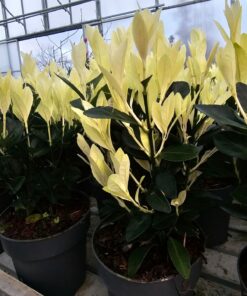 Euonymus japonicus - Trzmielina japońska Extravaganza