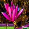 Magnolia soulangeana - Magnolia pośrednia Susan