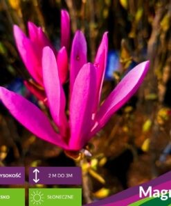 Magnolia soulangeana - Magnolia pośrednia Susan