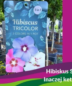 Hibiscus syriacus - Ketmia syryjska Tricolor