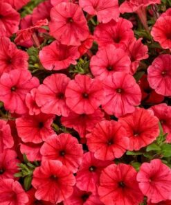 Supertunia Mini Vista Coral Wysyłki od 5.05.26 do 31.05.26