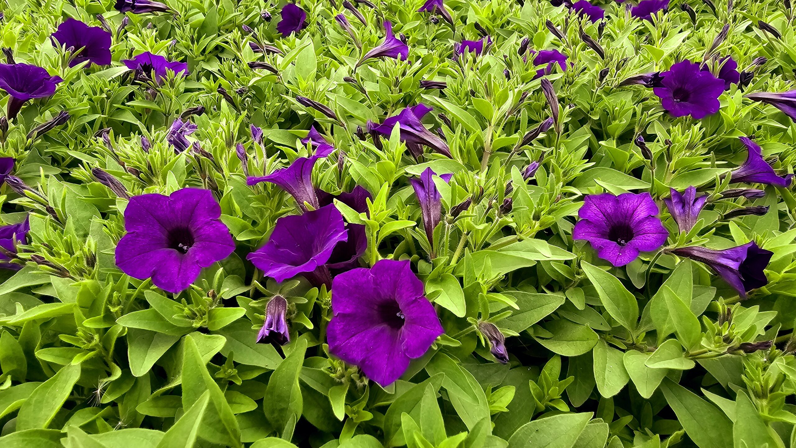 Supertunia Mini Vista Ultramarine Wysyłki od 5.05.26 do 31.05.26 - obrazek 4