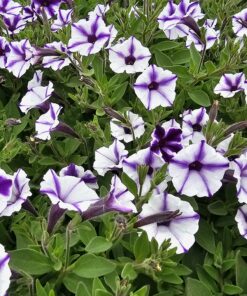 Alternative view of Supertunia Mini Vista Violet Star Wysyłki od 5.05.26 do 31.05.26