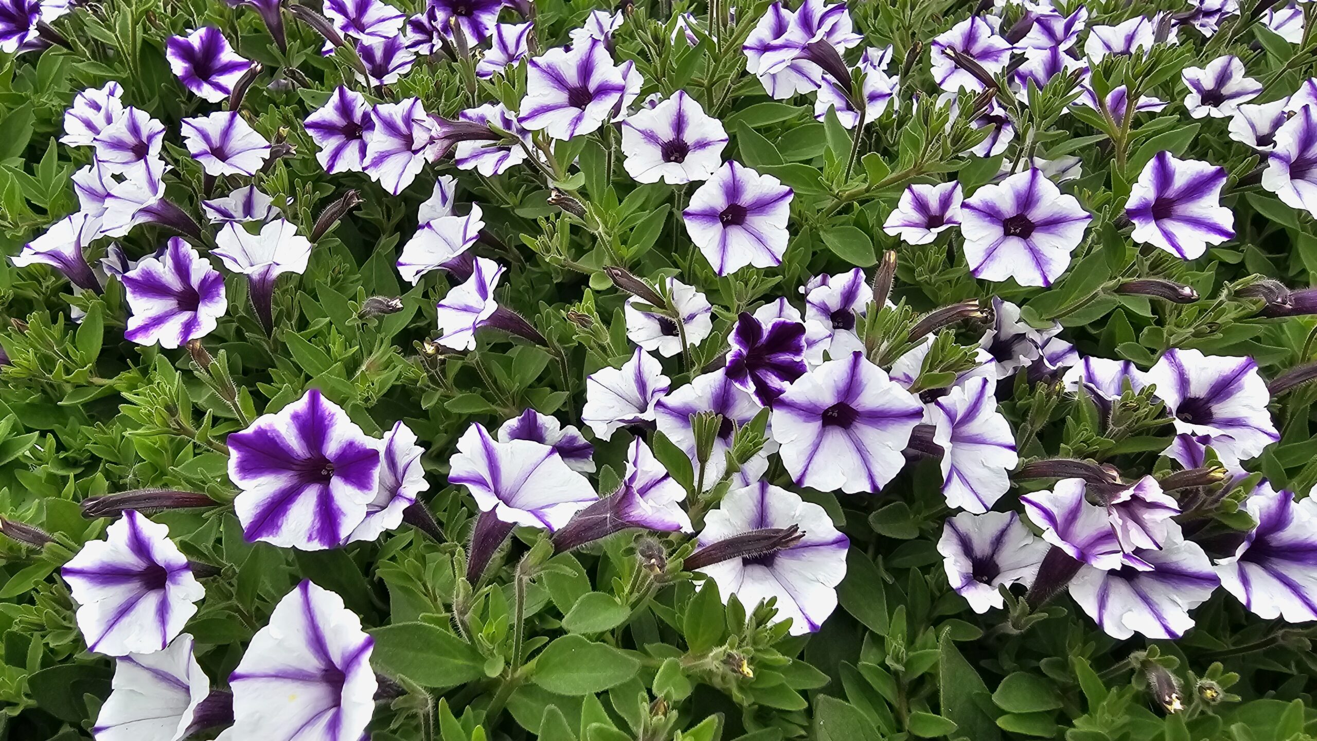 Supertunia Mini Vista Violet Star Wysyłki od 5.05.26 do 31.05.26 - obrazek 2