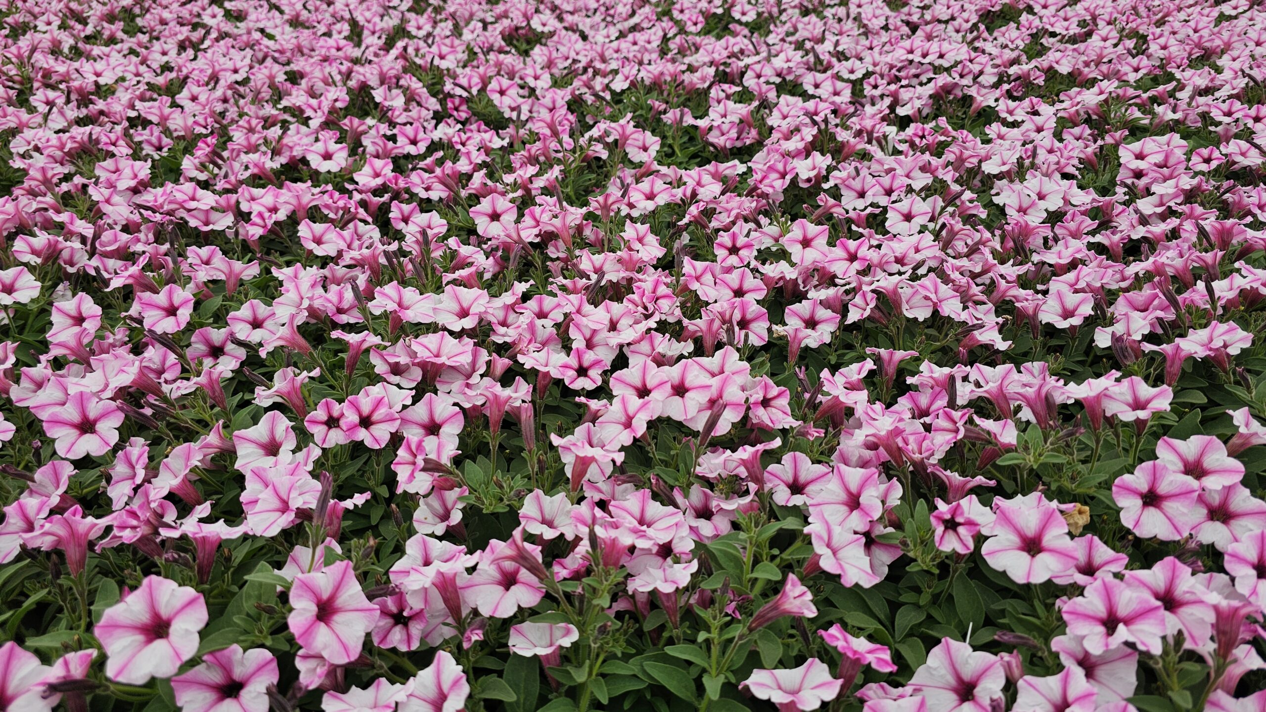 Supertunia Mini Vista Pink Star Wysyłki od 5.05.26 do 31.05.26 - obrazek 5