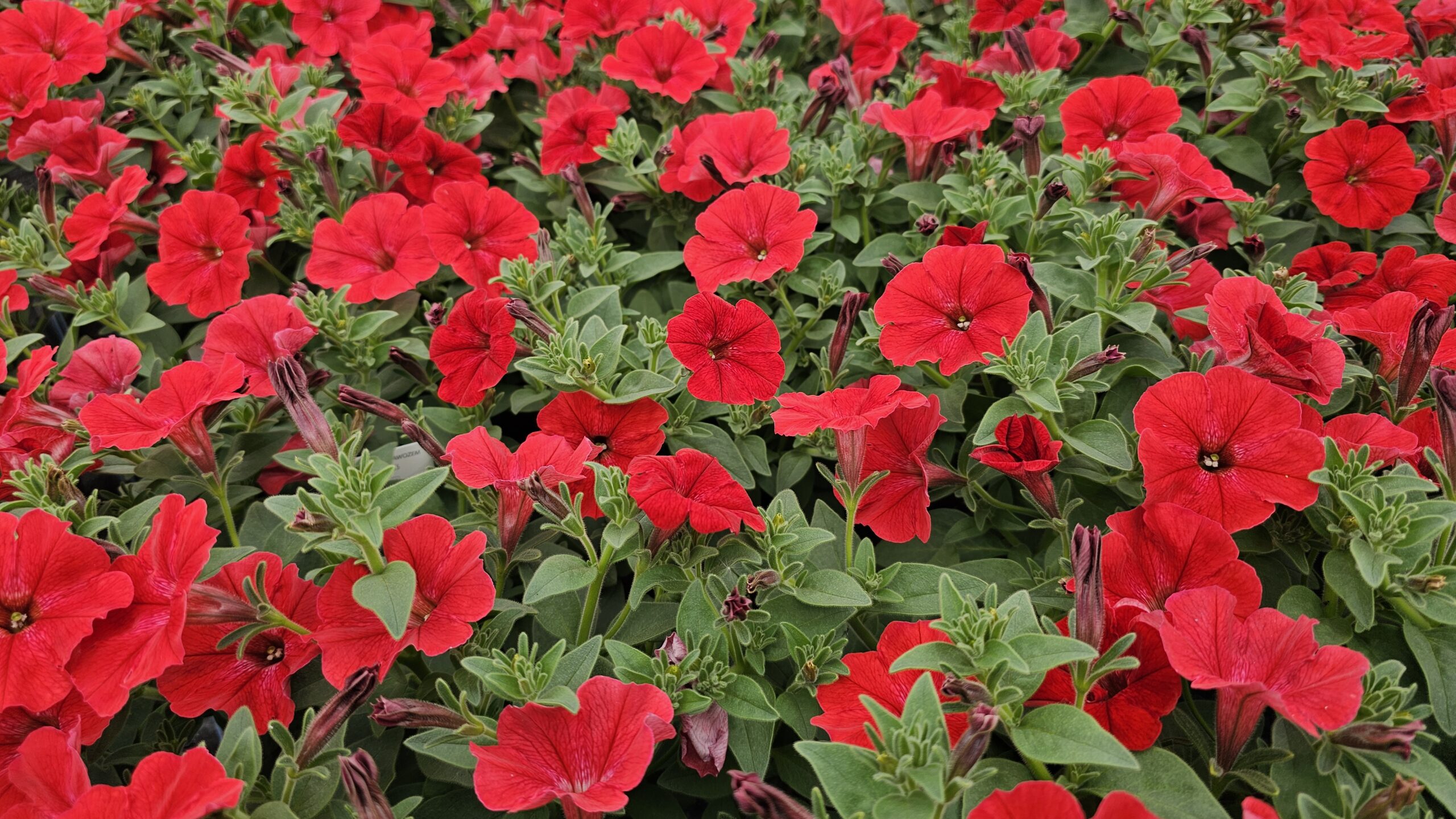 Supertunia Vista Strawberry Wysyłki od 5.05.26 do 31.05.26