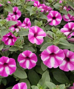 Alternative view of Supertunia Vista Raspberry Star Wysyłki od 5.05.26 do 31.05.26