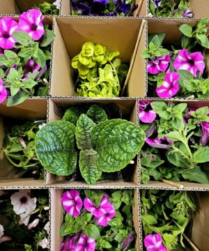 Alternative view of 🌸🌿 Kwiatowy Box Niespodzianka – 12 roślin | mix kwiatów i ozdobnych liści