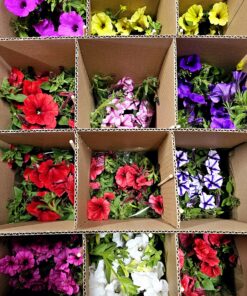 Alternative view of Supertunia Vista Cool Jazz Wysyłki od 5.05.26 do 31.05.26