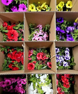 Alternative view of 🌸 Kwiatowy Box Niespodzianka – 12 roślin kwitnących