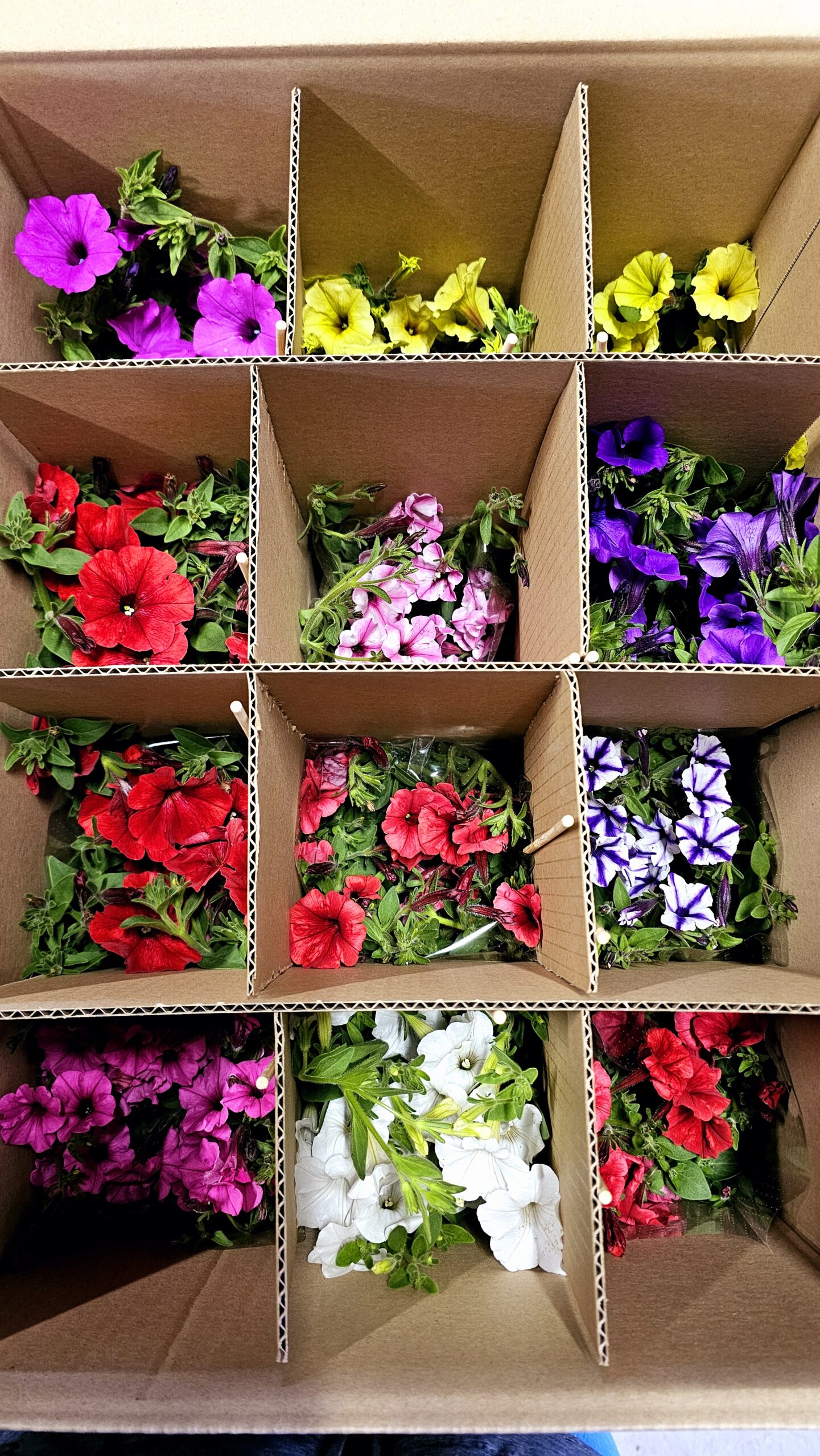 Supertunia Vista Cool Jazz Wysyłki od 5.05.26 do 31.05.26 - obrazek 2