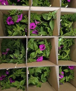 Alternative view of 🌿 Kwiatowy Box Niespodzianka – 12 dekoracyjnych roślin liściastych Wysyłki od 5.05.26 do 31.05.26