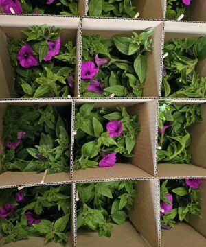 Alternative view of 🌿 Kwiatowy Box Niespodzianka – 12 dekoracyjnych roślin liściastych