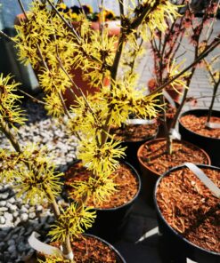 Hamamelis mollis - Oczar omszony Pallida