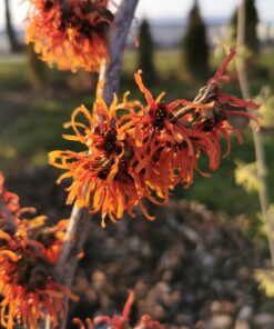 Hamamelis intermedia - Oczar pośredni Aphrodite