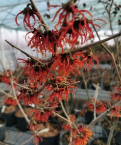 Hamamelis intermedia - Oczar pośredni Rubin