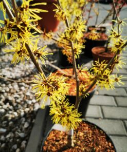 Hamamelis intermedia - Oczar pośredni Arnold Promise