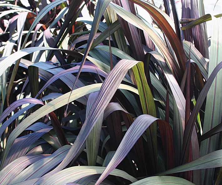 Pennisetum purpureum - Rozplenica słoniowa Vertigo Wysyłki od 5.05.25 do 31.05.25 - obrazek 3