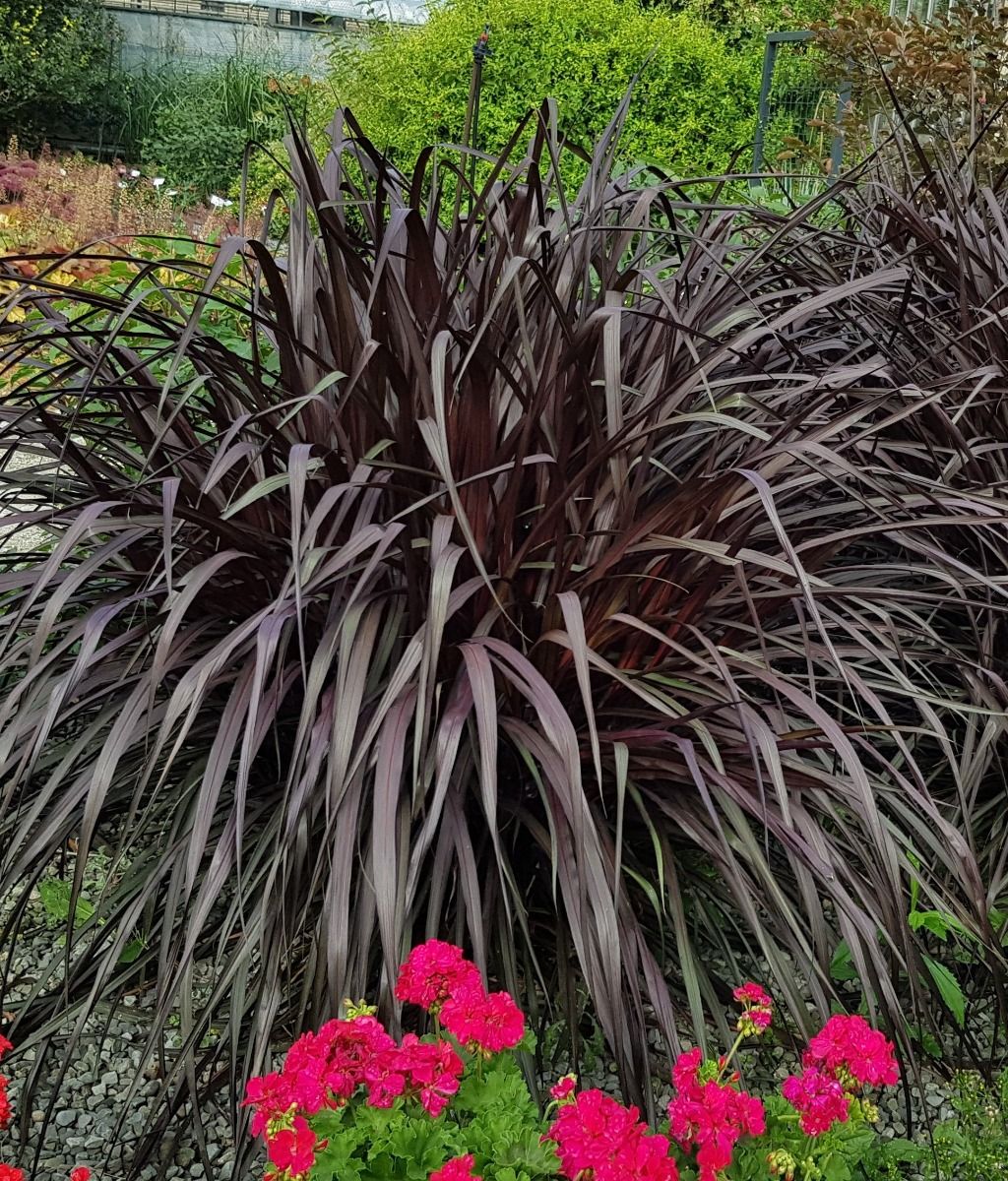 Pennisetum purpureum - Rozplenica słoniowa Vertigo Wysyłki od 5.05.25 do 31.05.25 - obrazek 4